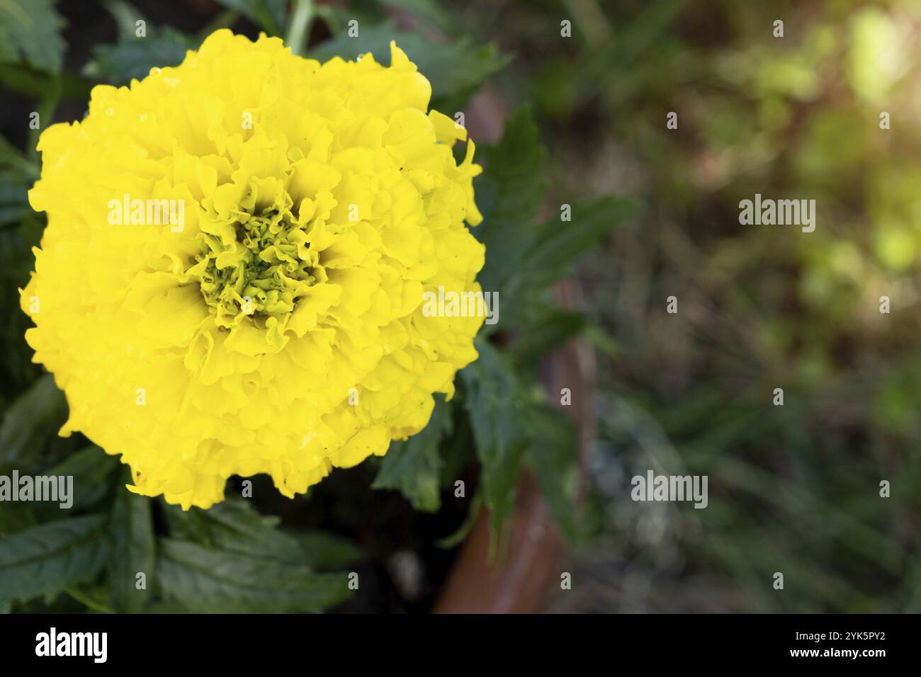 Im Frühjahr werden auf offenem Boden Gelbmarigold-Setzlinge gepflanzt. Unprätentiöse Gartenblumen, Blumenbeet und Gartenpflege Stockfoto