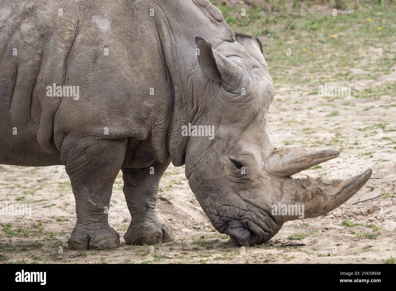 Südliches weißes Nashorn (Ceratotherium simum simum) Kritisch gefährdete Tierarten Stockfoto