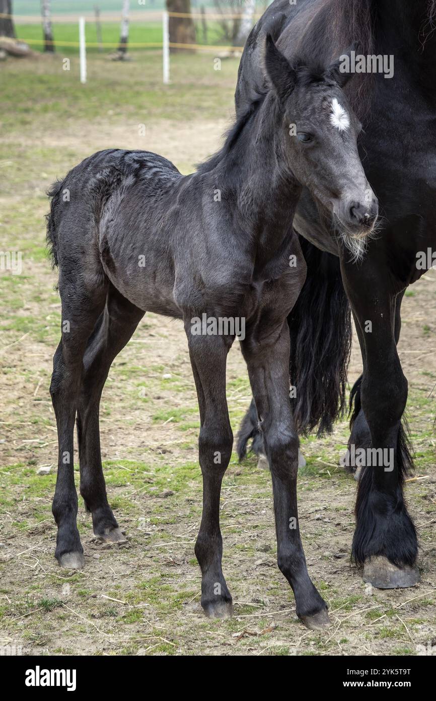 Schwarze Stute und Fohlen auf der Weide Stockfoto