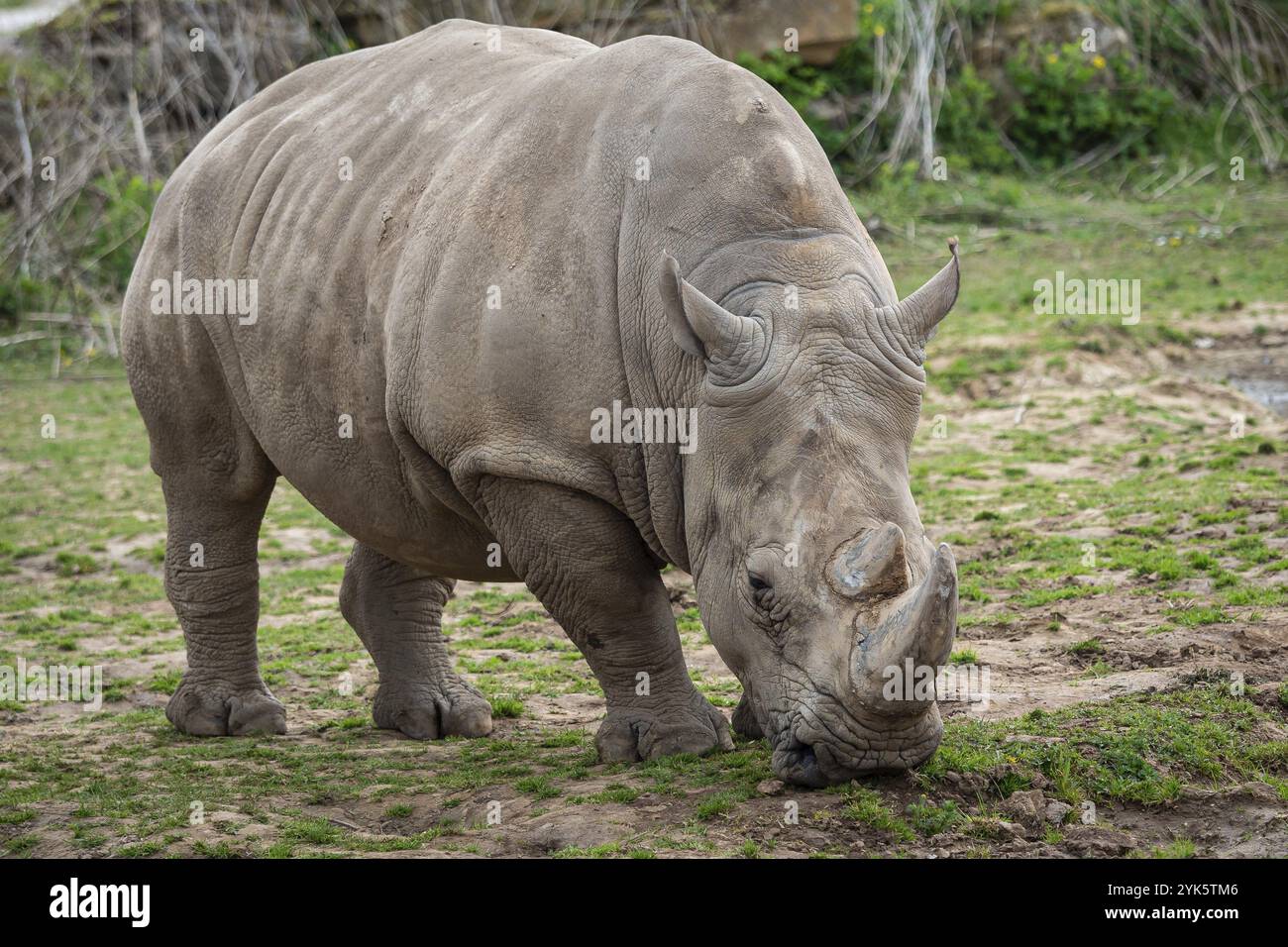 Südliches weißes Nashorn (Ceratotherium simum simum) Kritisch gefährdete Tierarten Stockfoto