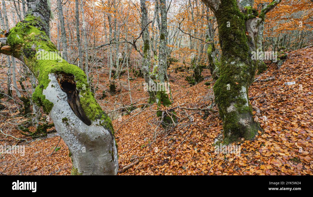 Naturschutzgebiet Hayedo de la Pedrosa, Herbstsaison Buchenwald, Fagus sylvatica, Riofrio de Riaza, Segovia, Castilla y Leon, Spanien, Europa Stockfoto