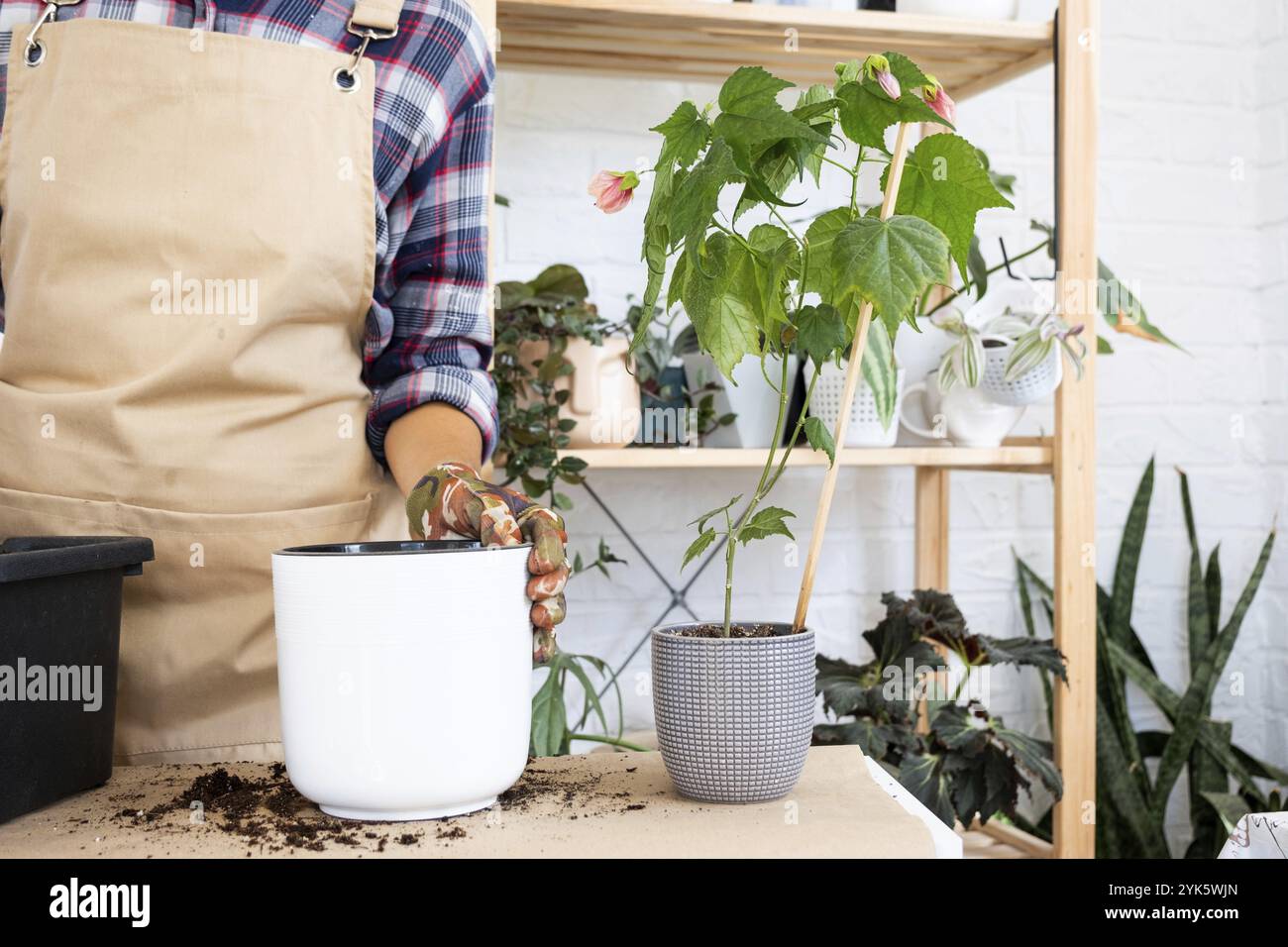 Eine Heimpflanze Philodendron in einen neuen Topf zu transplantieren. Eine Frau pflanzt einen Stiel mit Wurzeln in einem neuen Boden. Pflege und Fortpflanzung einer Topfpflanze, h Stockfoto