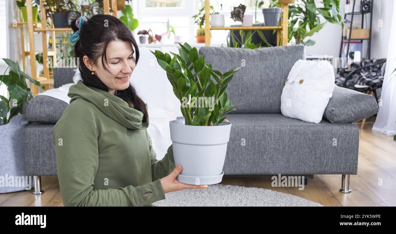 Unprätentiöse und beliebte Zamiokulcas in den Händen einer Frau im Inneren eines grünen Hauses mit Regal-Sammlungen von einheimischen Pflanzen. Eigenernte Stockfoto