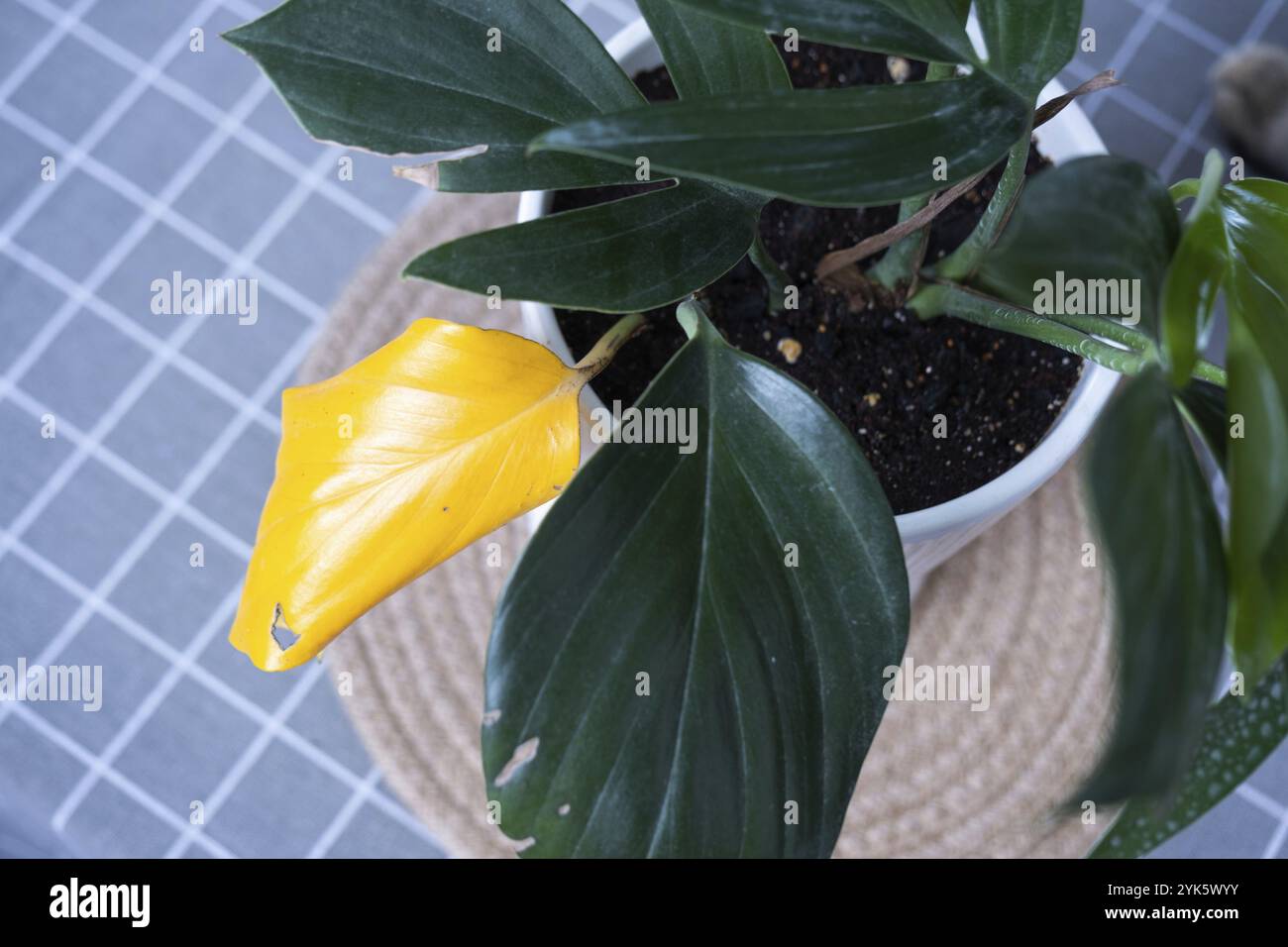 Probleme beim Anbau von Hauspflanzen Probleme beim Anbau von Hauspflanzen Philodendron Drachenschwanz, Blätter von Spinnenmilbe, gelb Stockfoto