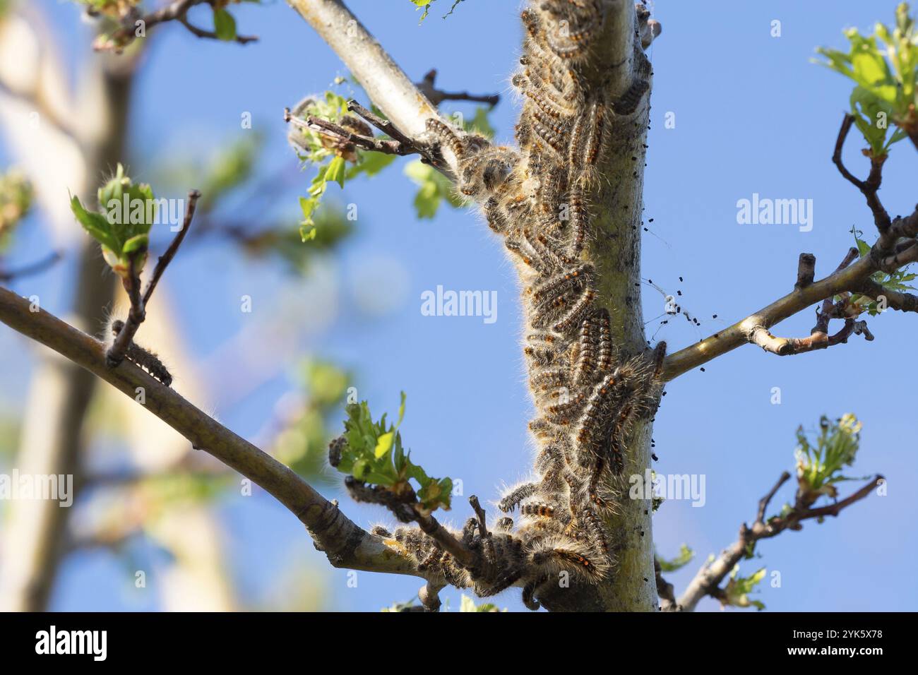 Caterpillar Larven, braunen Schwanz Raupen am Baum Stockfoto