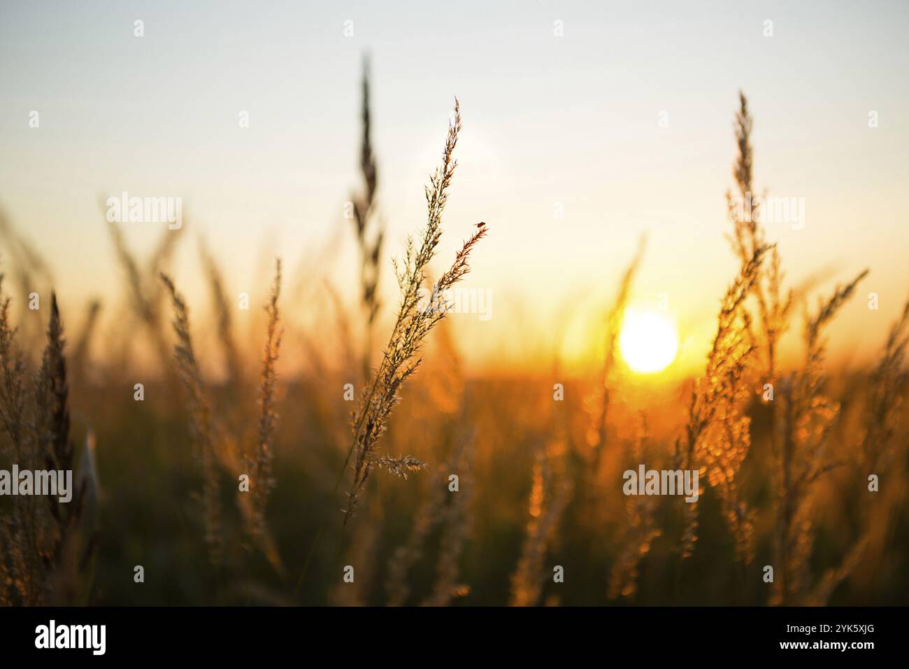 Trockene Grasrispen der Pampas gegen orangen Himmel mit untergehenden Sonne. Natur, dekorative Wildbauch, Ökologie. Sommerabend, trockenes Herbstgras Stockfoto