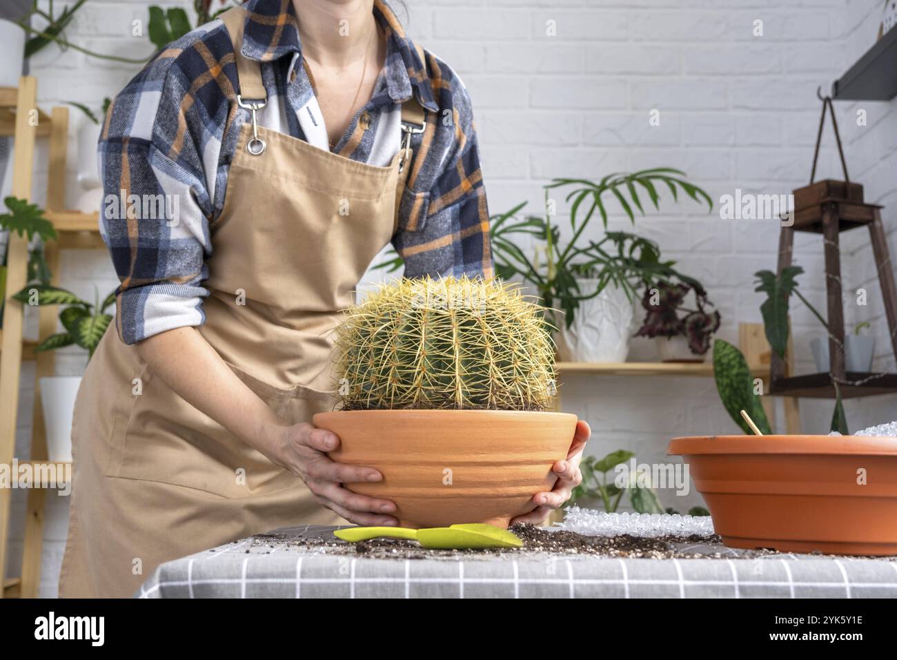 Überwachsene Hauspflanze mit großem Stachelkaktus Echinocactus Gruzoni in einen neuen größeren Topf umtopfen. Pflege der Topfpflanze, Hände der Frau in Schürze Stockfoto