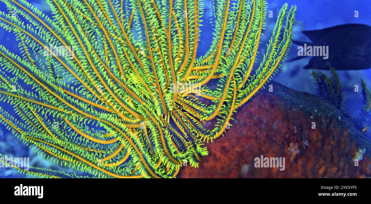 Federstern, Seelilie, Korallenriff, Lembeh, Nord-Sulawesi, Indonesien, Asien Stockfoto