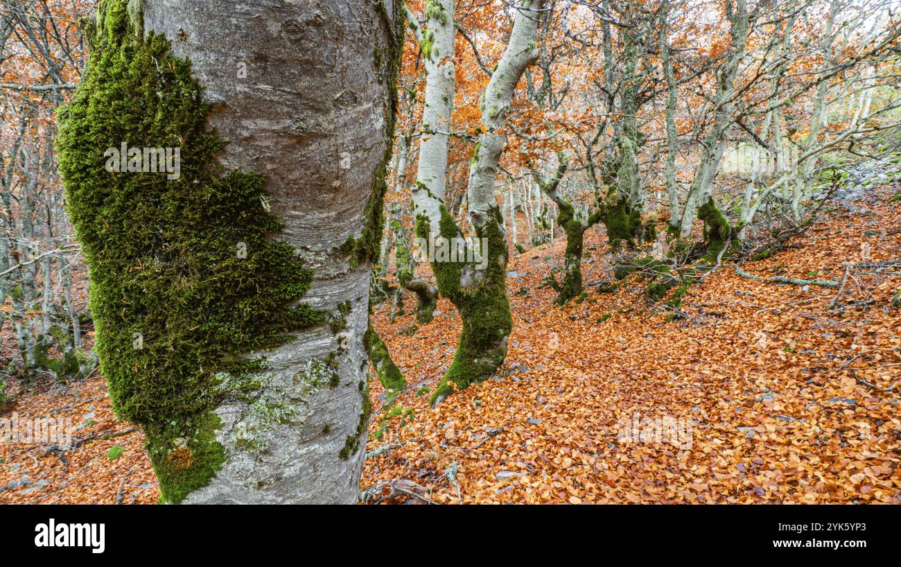 Naturschutzgebiet Hayedo de la Pedrosa, Herbstsaison Buchenwald, Fagus sylvatica, Riofrio de Riaza, Segovia, Castilla y Leon, Spanien, Europa Stockfoto