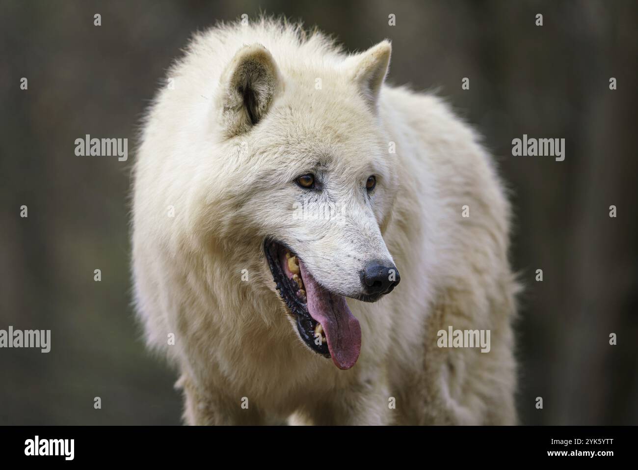 Arktischer Wolf (Canis lupus arctos), auch bekannt als der weiße Wolf oder Polarwolf Stockfoto