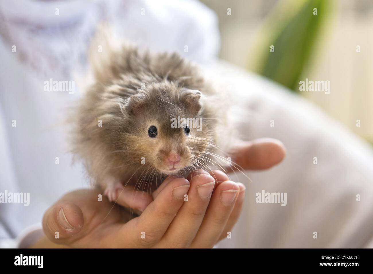 Lustiger, flauschiger, neugieriger syrischer Hamster, der in den Armen eines Kindes sitzt. Haustiergezähmtes Haustier, manuell. Nahaufnahme, Kopierbereich Stockfoto