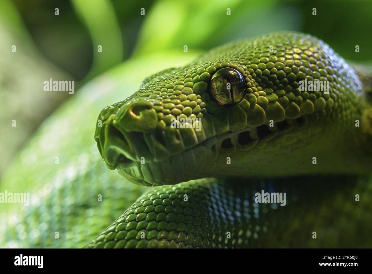 Grüne Baumpython (Morelia viridis) Nahaufnahme. Porträtkunst Stockfoto