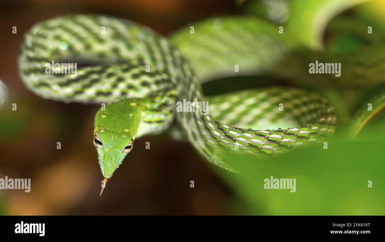 Grüne Weinschlange, langnasige Hüftschlange, Ahaetulla nasuta, Sinharaja National Park Regenwald, Weltkulturerbe, UNESCO, Biosphärenreservat, Sri La Stockfoto