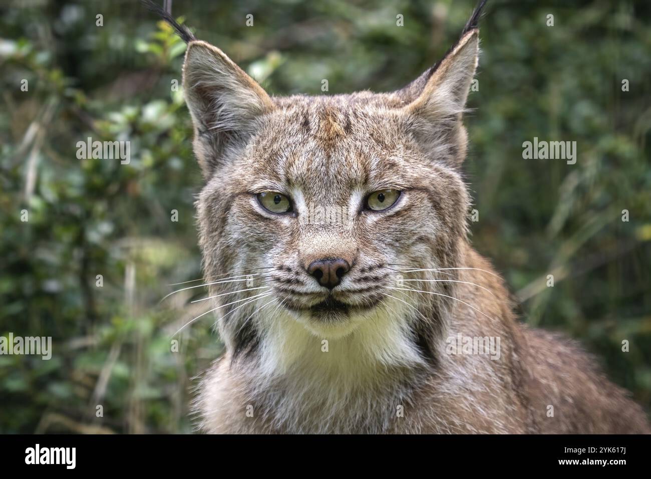 Porträt eines kanadischen Luchses, Luchs canadensis Stockfoto