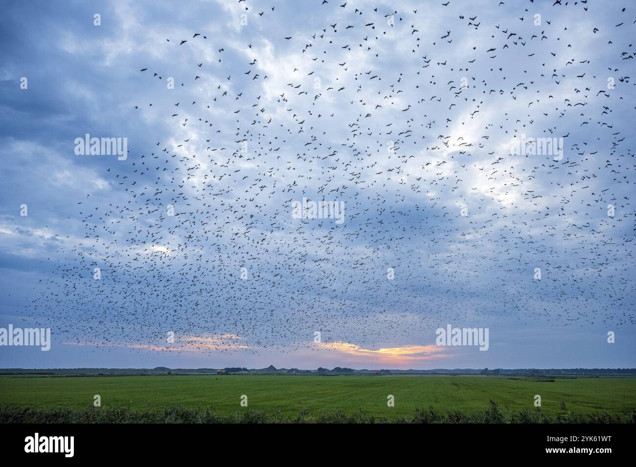 Große Vogelschwärme, die bei Sonnenuntergang unter bewölktem Himmel über einem grünen Feld fliegen, Starlingflug bei Dämmerung auf Texel, Starling, Sturnidae Stockfoto