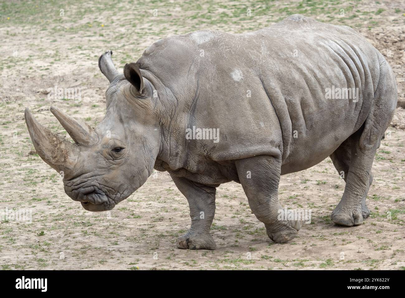 Südliches weißes Nashorn (Ceratotherium simum simum) Kritisch gefährdete Tierarten Stockfoto