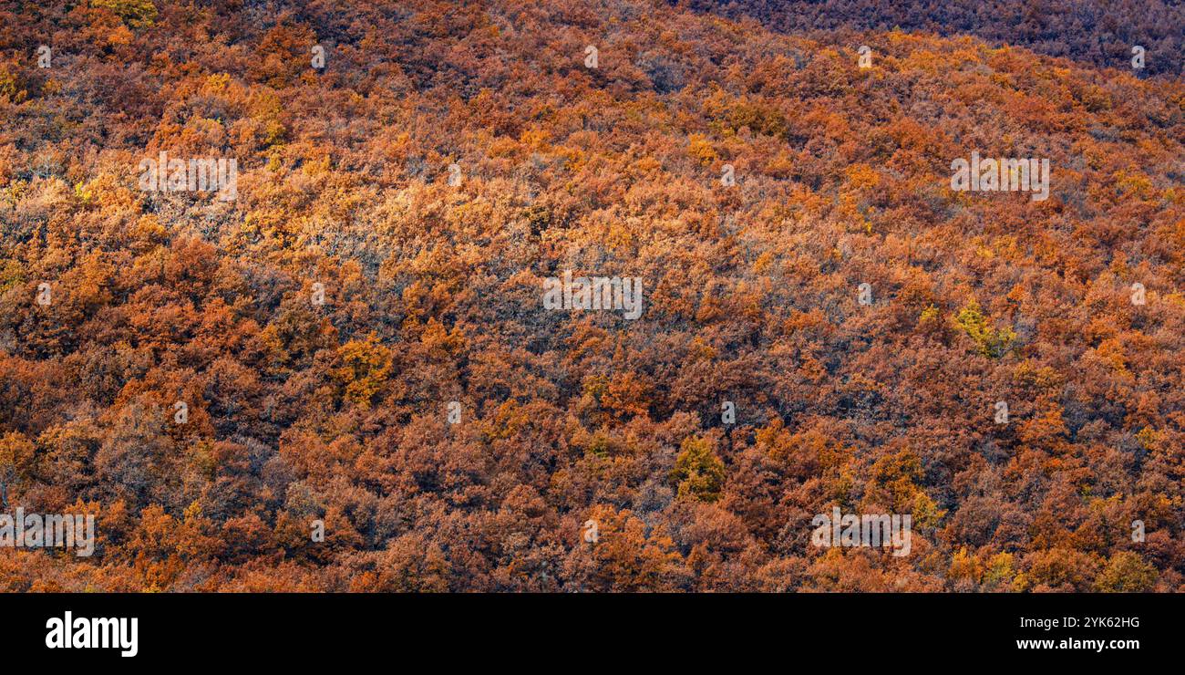 Naturschutzgebiet Hayedo de la Pedrosa, Herbstsaison Buchenwald, Fagus sylvatica, Riofrio de Riaza, Segovia, Castilla y Leon, Spanien, Europa Stockfoto