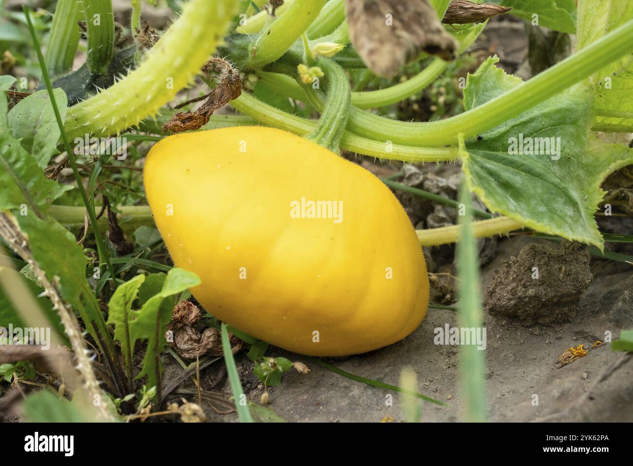 Pattypan squash Bud am Werk. Anbau von Gemüse im Garten. (Cucurbita pepo) Stockfoto