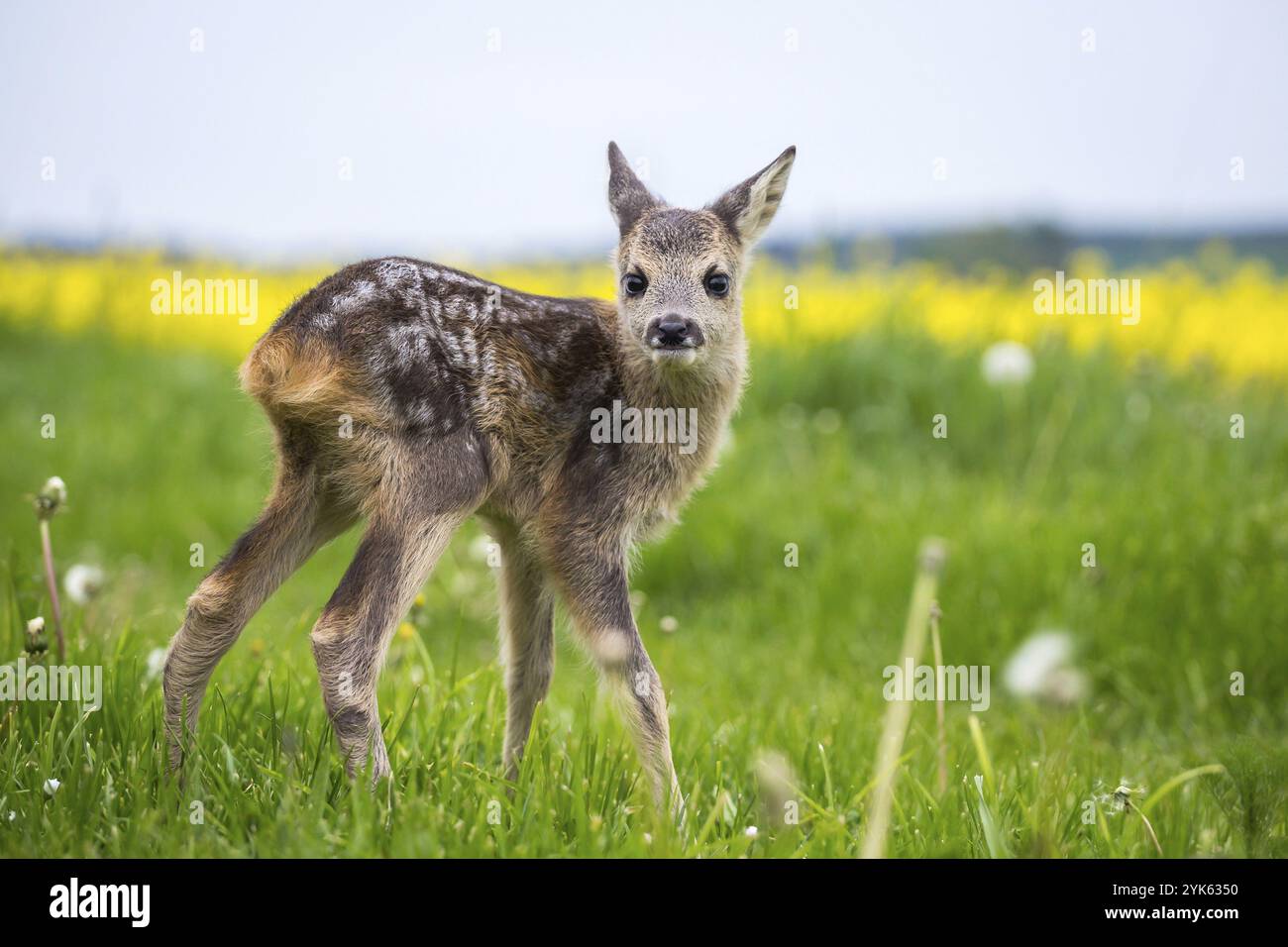 Junge Wildhirsche im Gras, Capreolus capreolus. Neugeborene Rehe, wilde Frühlingsnatur Stockfoto