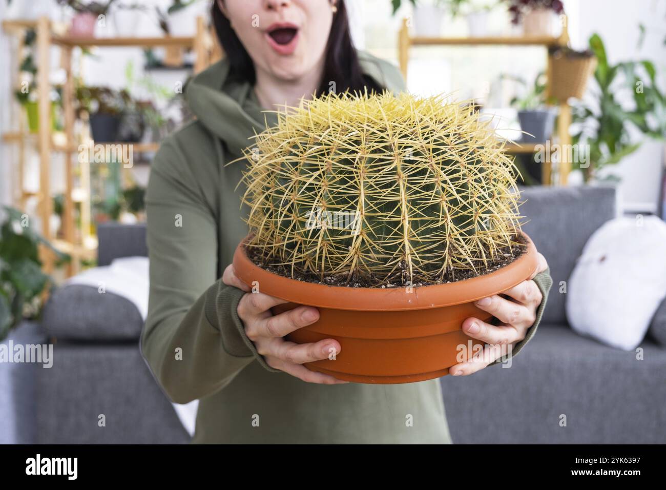 Großer echinocactus Gruzoni in den Händen einer überraschten und lustigen Emotionen Frau im Inneren eines grünen Hauses mit Regal-Sammlungen von Hauspflanzen. Hom Stockfoto