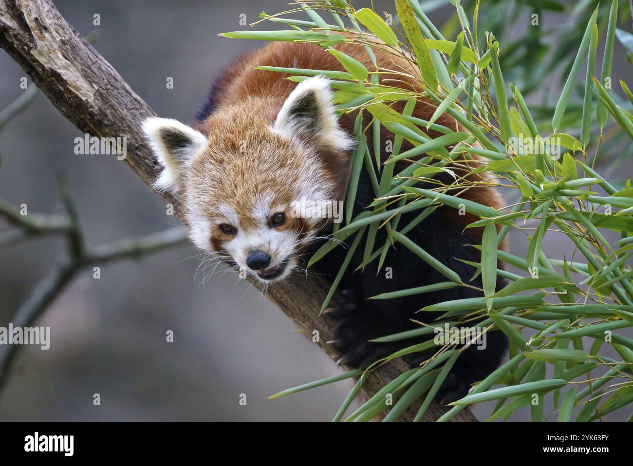 Roter Panda (Ailurus fulgens) auf dem Baum. Der süße rote Pandabär isst Bambus Stockfoto