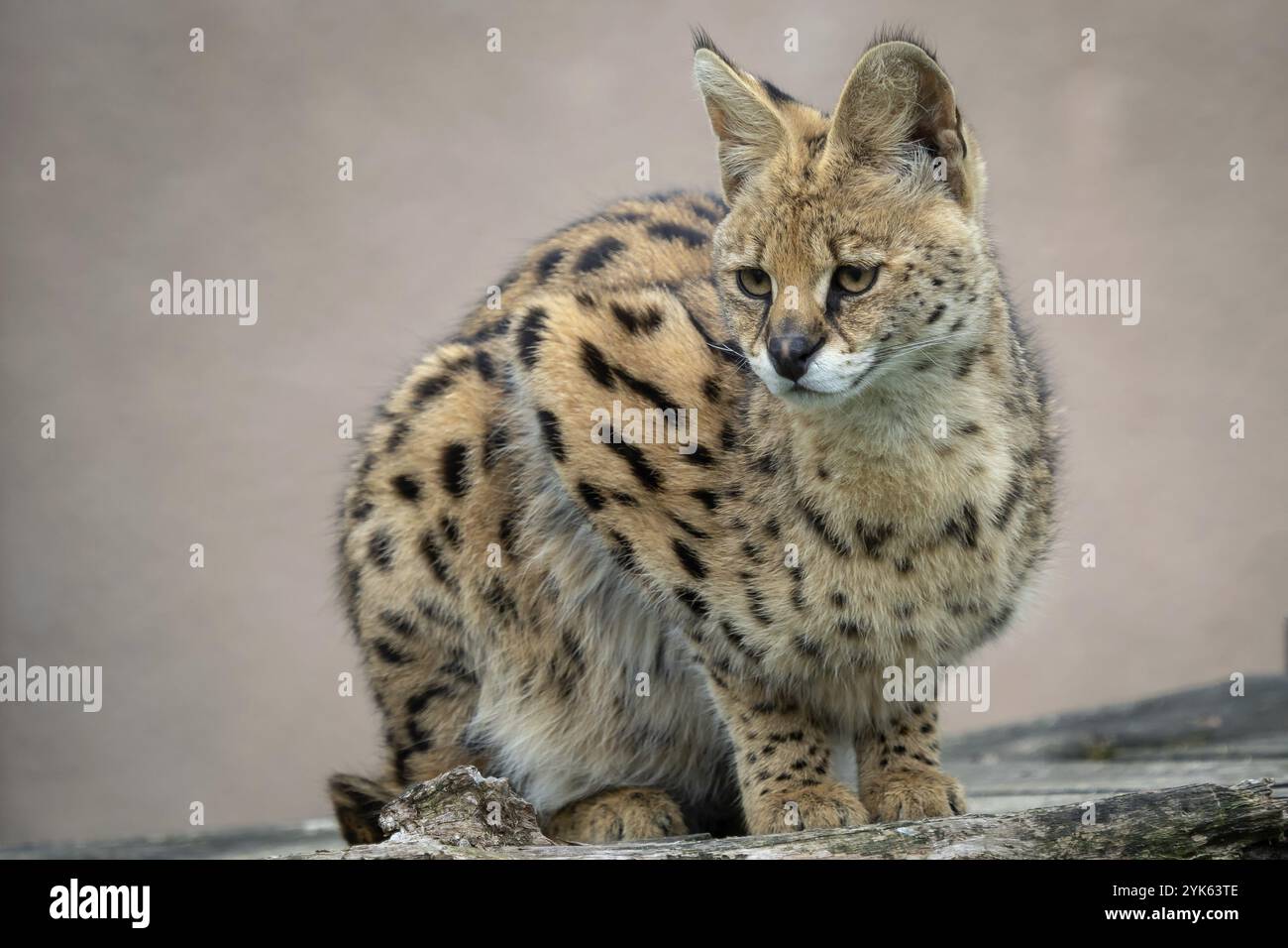 Portrait-Steppenkatzen (Leptailurus serval) Wilde Katzen Stockfoto