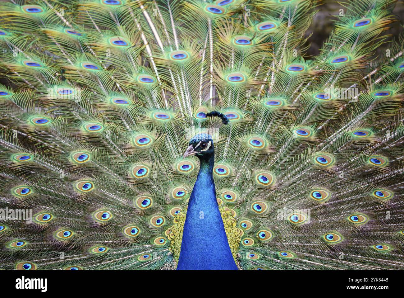 Porträt von wunderschönem Pfau mit ausgezogenen Federn. Pfauenschwanz Stockfoto