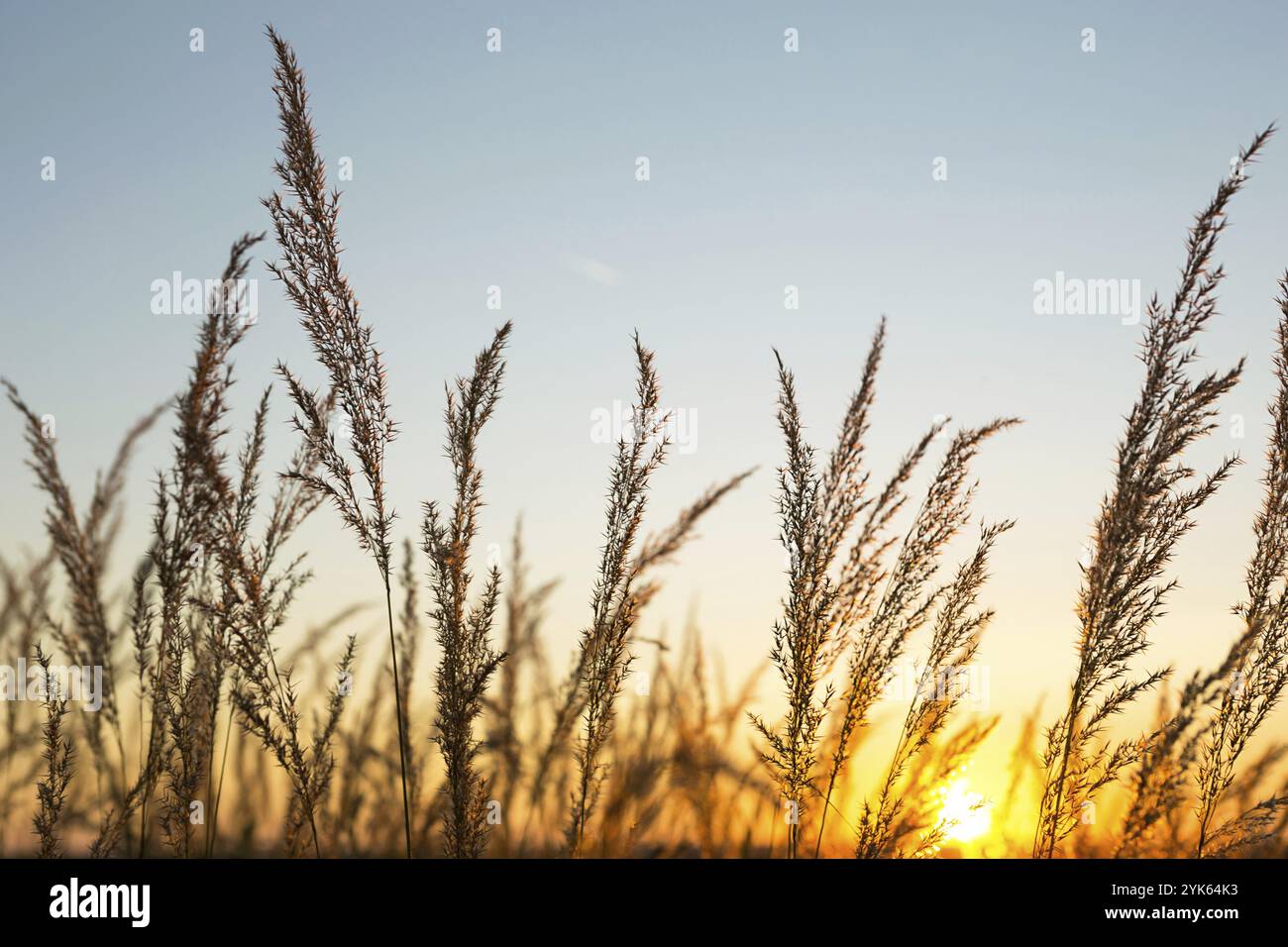 Trockene Grasrispen der Pampas gegen orangen Himmel mit untergehenden Sonne. Natur, dekorative Wildbauch, Ökologie. Sommerabend, trockenes Herbstgras Stockfoto