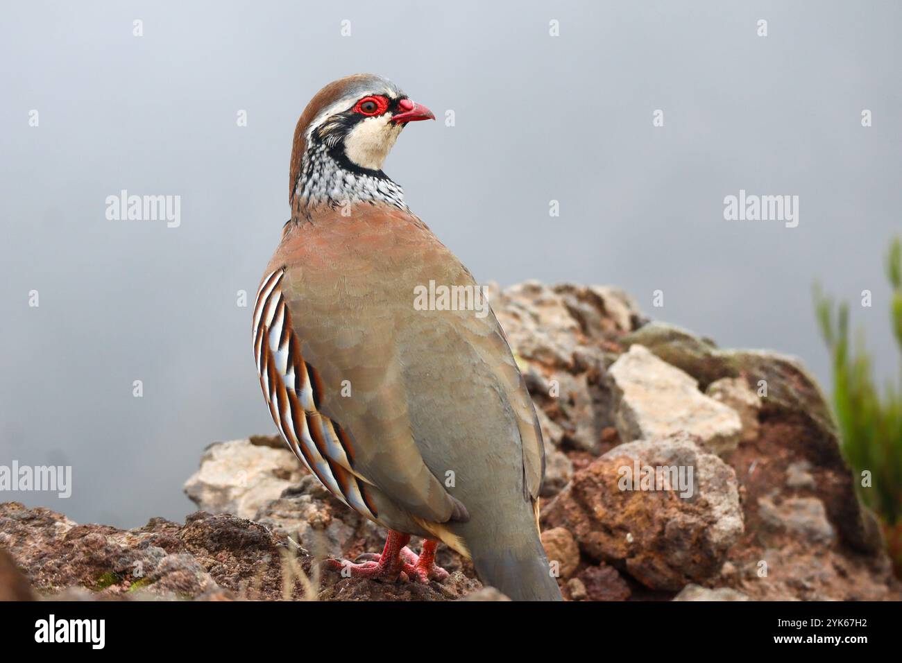Wunderschöne Wachteln in den Bergen der Insel Madeira Stockfoto