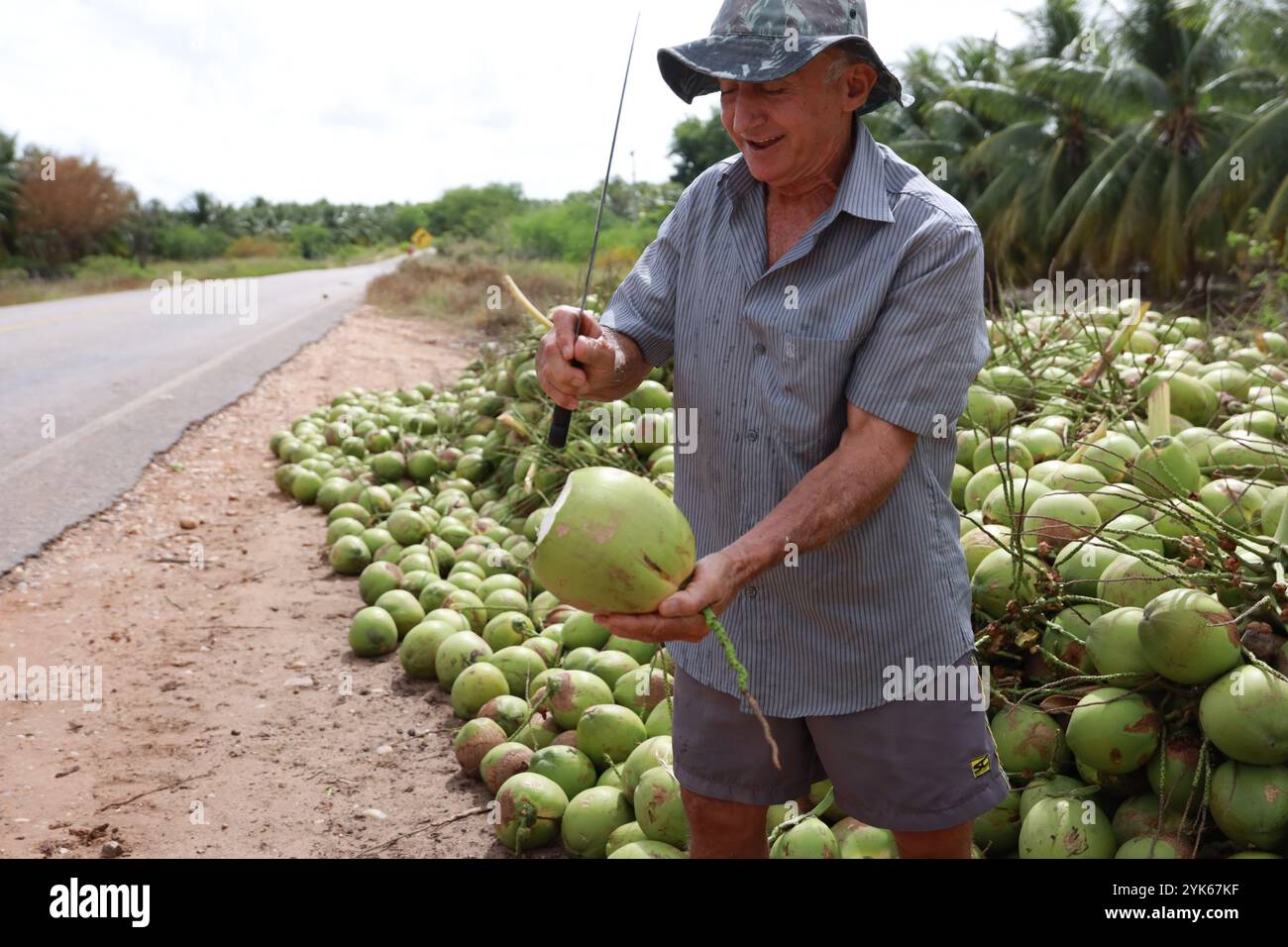 Rodelas bahia, brasilien - 16. juni 2024: Ernte von grüner Kokosnuss in der Stadt Rodelas. Stockfoto
