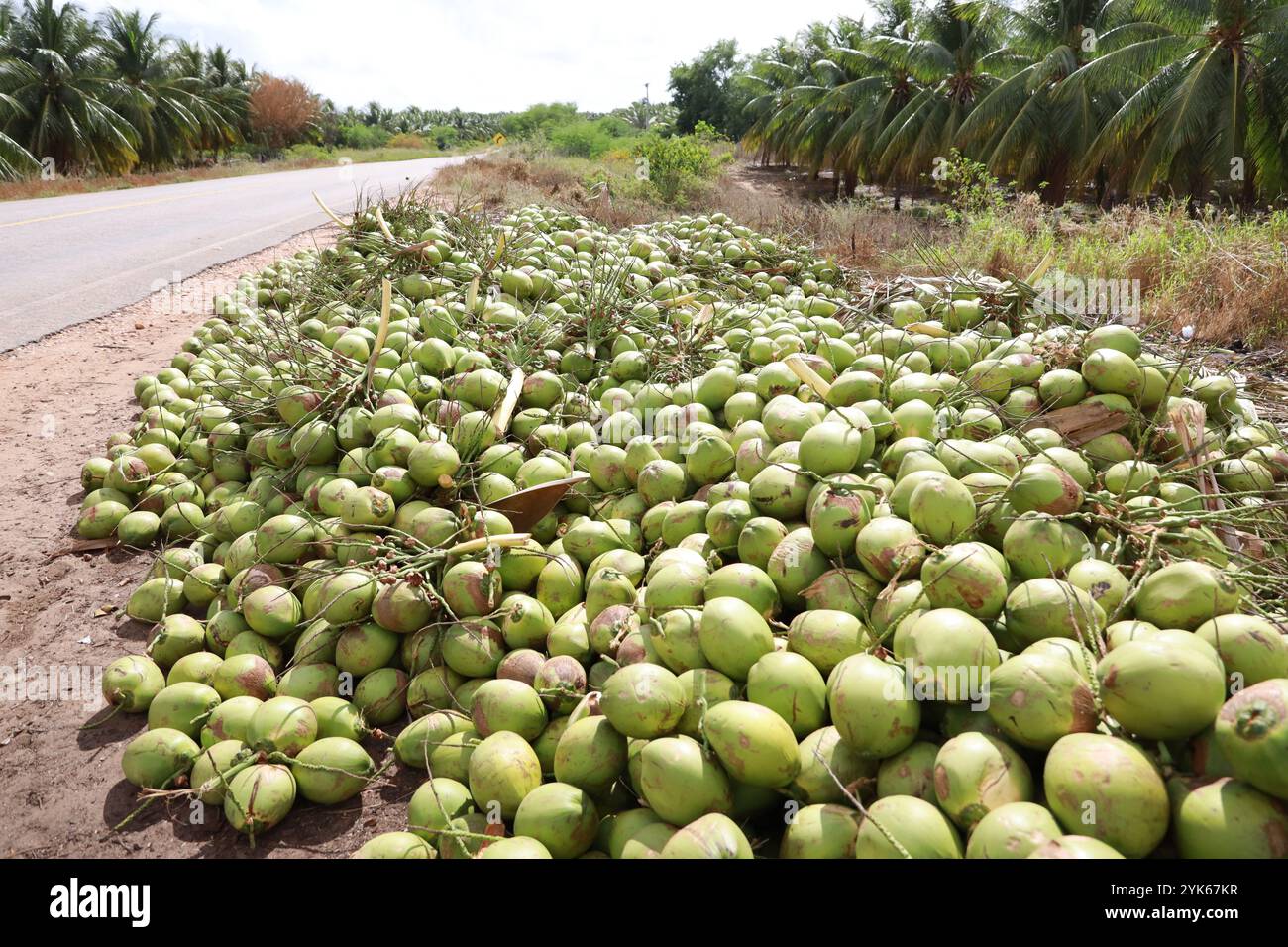 Rodelas bahia, brasilien - 16. juni 2024: Ernte von grüner Kokosnuss in der Stadt Rodelas. Stockfoto