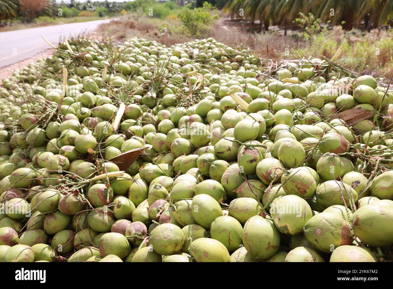 Rodelas bahia, brasilien - 16. juni 2024: Ernte von grüner Kokosnuss in der Stadt Rodelas. Stockfoto