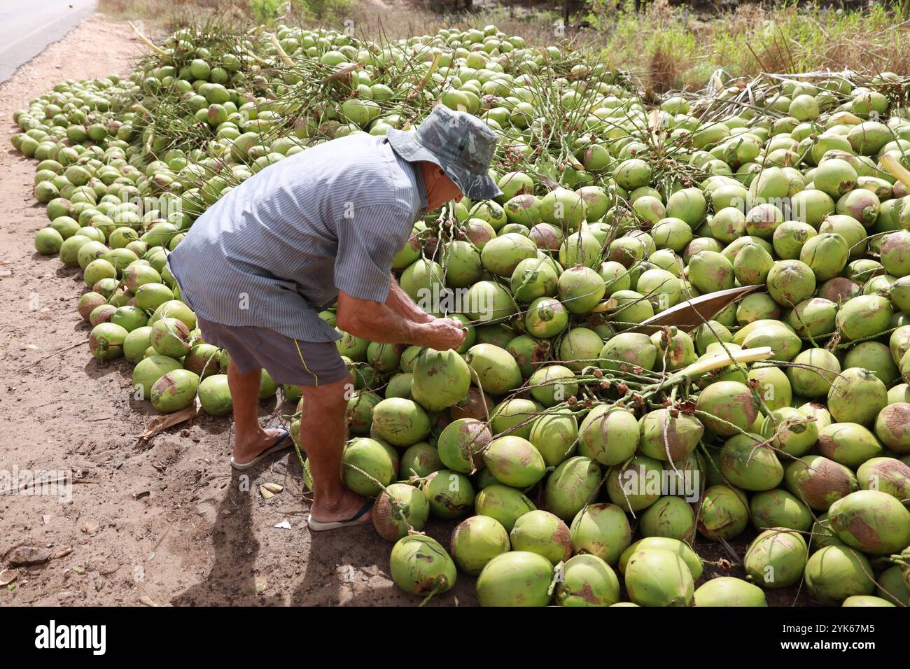Rodelas bahia, brasilien - 16. juni 2024: Ernte von grüner Kokosnuss in der Stadt Rodelas. Stockfoto