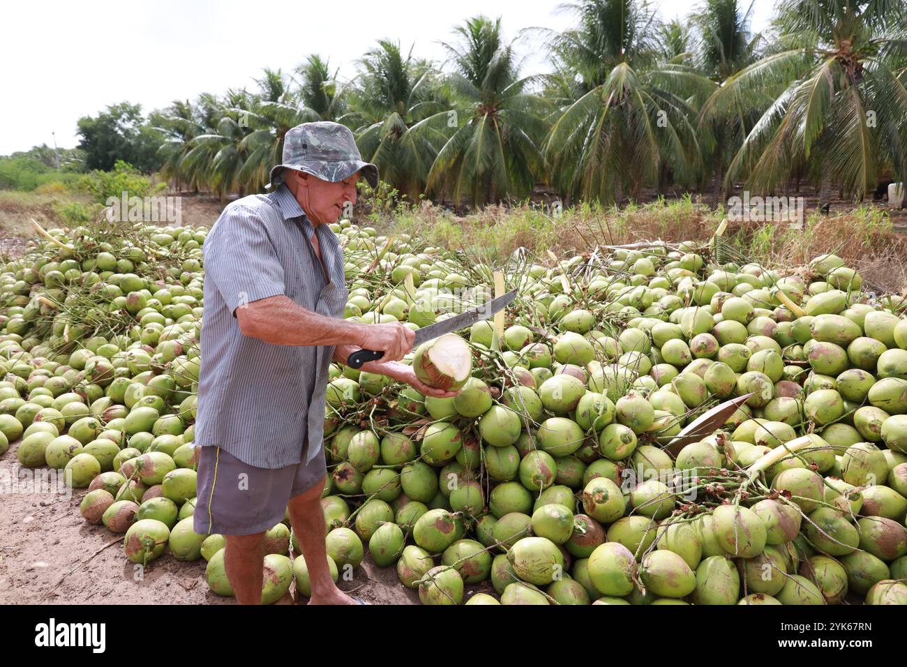 Rodelas bahia, brasilien - 16. juni 2024: Ernte von grüner Kokosnuss in der Stadt Rodelas. Stockfoto