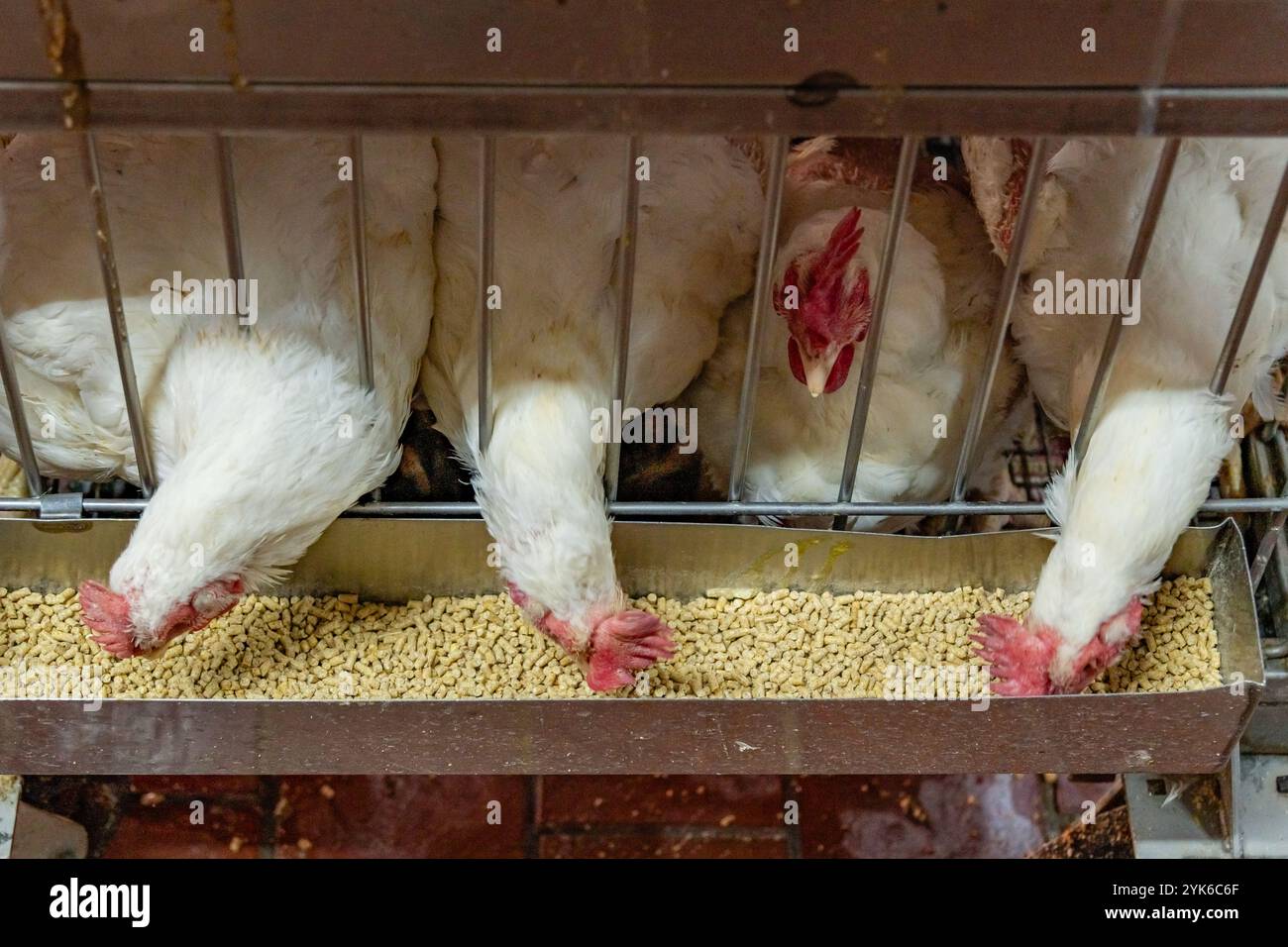 Nahaufnahme von Hühnerfressen in Käfigen in großen Fabrikbetrieben, auch bekannt als konzentrierte Tierfütterung oder CAFOs. Stockfoto