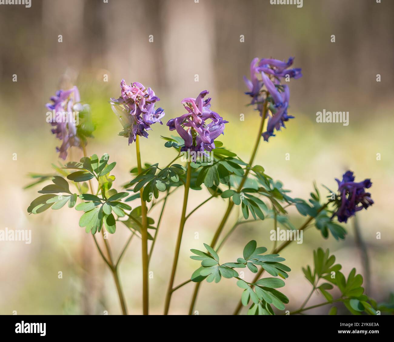 Vogel in einem Busch, Fumewort (Corydalis solida, Corydalis bulbosa, Fumaria bulbosa), blühend. Purpurne Wildblume Corydalis solida, Fumewort in Blüte. Stockfoto