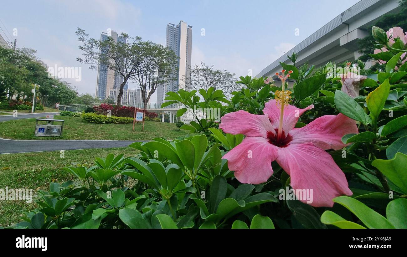 Eine leuchtend rosa Hibiskusblüte steht im Mittelpunkt, eingerahmt von üppig grünem Laub. Stockfoto