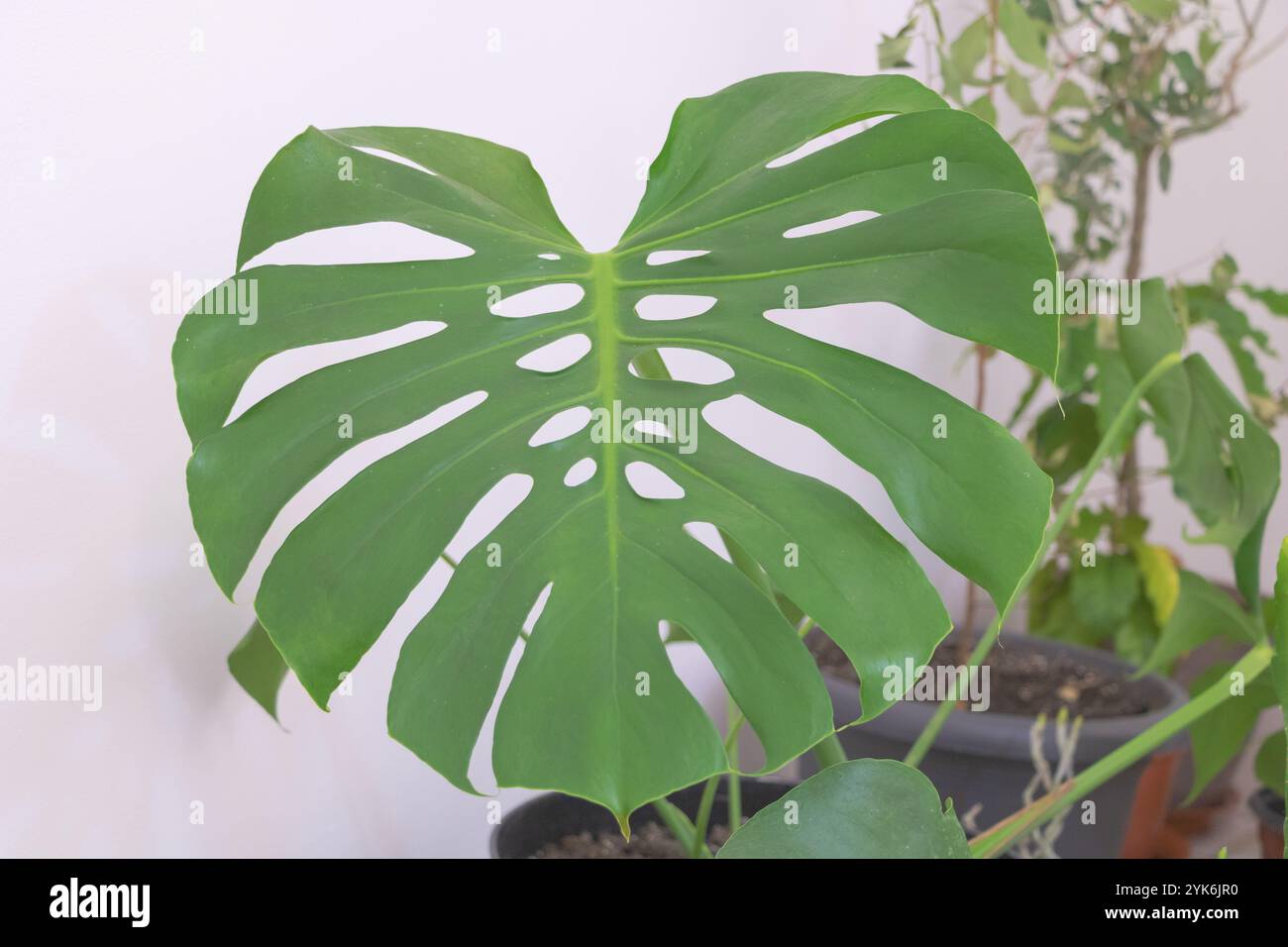 Groe monstera pflanze -Fotos und -Bildmaterial in hoher Auflsung  Alamy