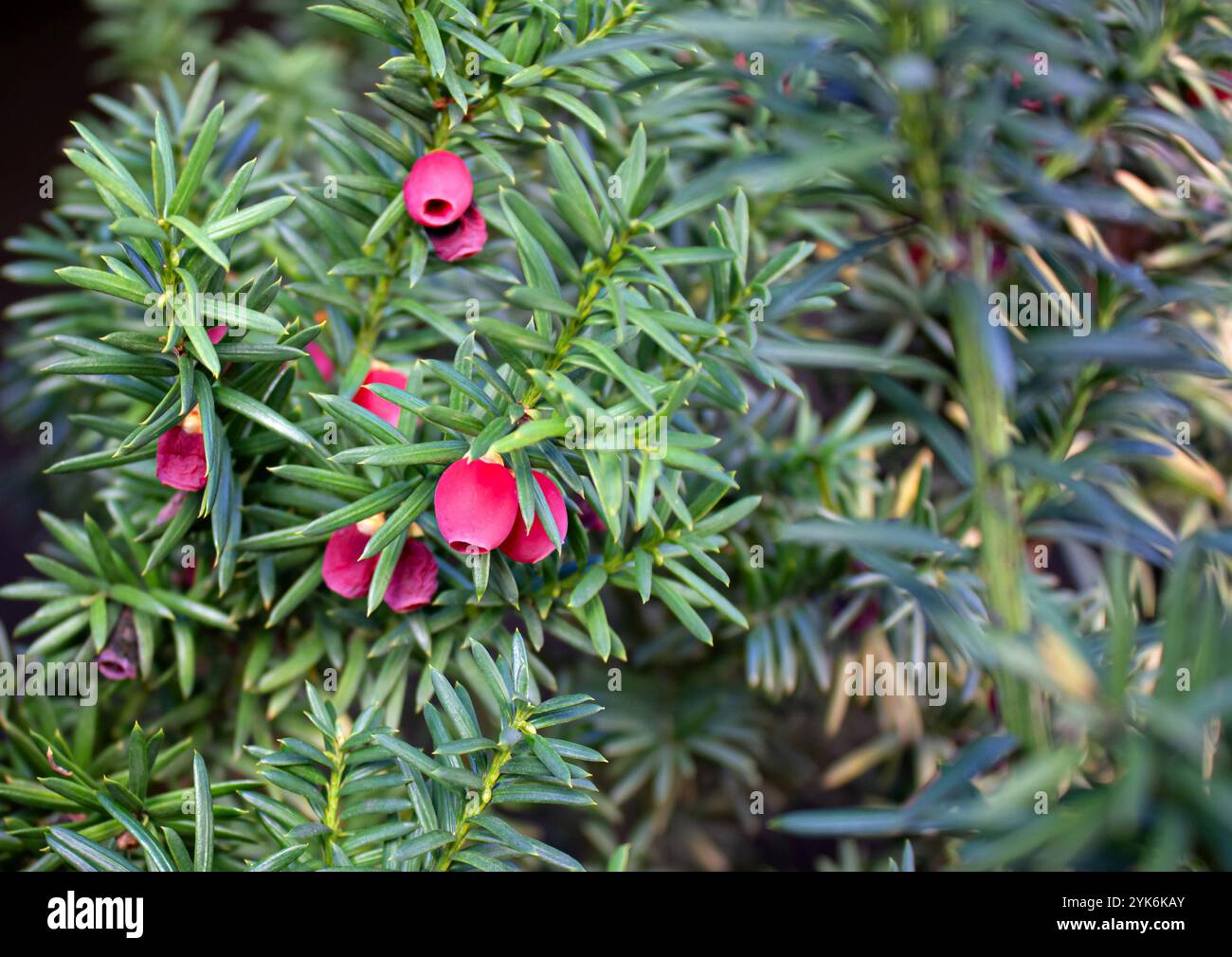 Nahaufnahme der beeren der eibe -Fotos und -Bildmaterial in hoher Auflsung   Alamy