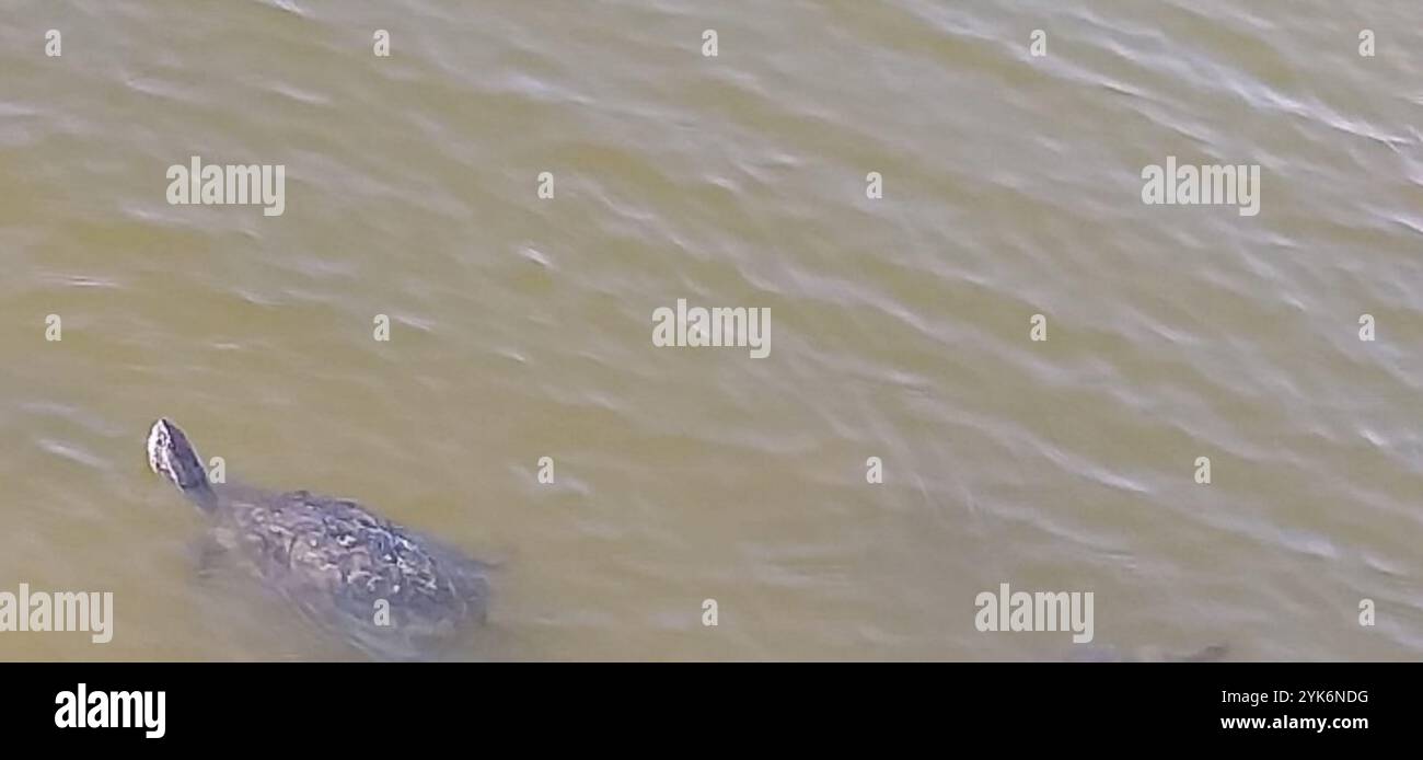 Westliche Kaspische Schildkröte (Mauremys rivulata) Stockfoto