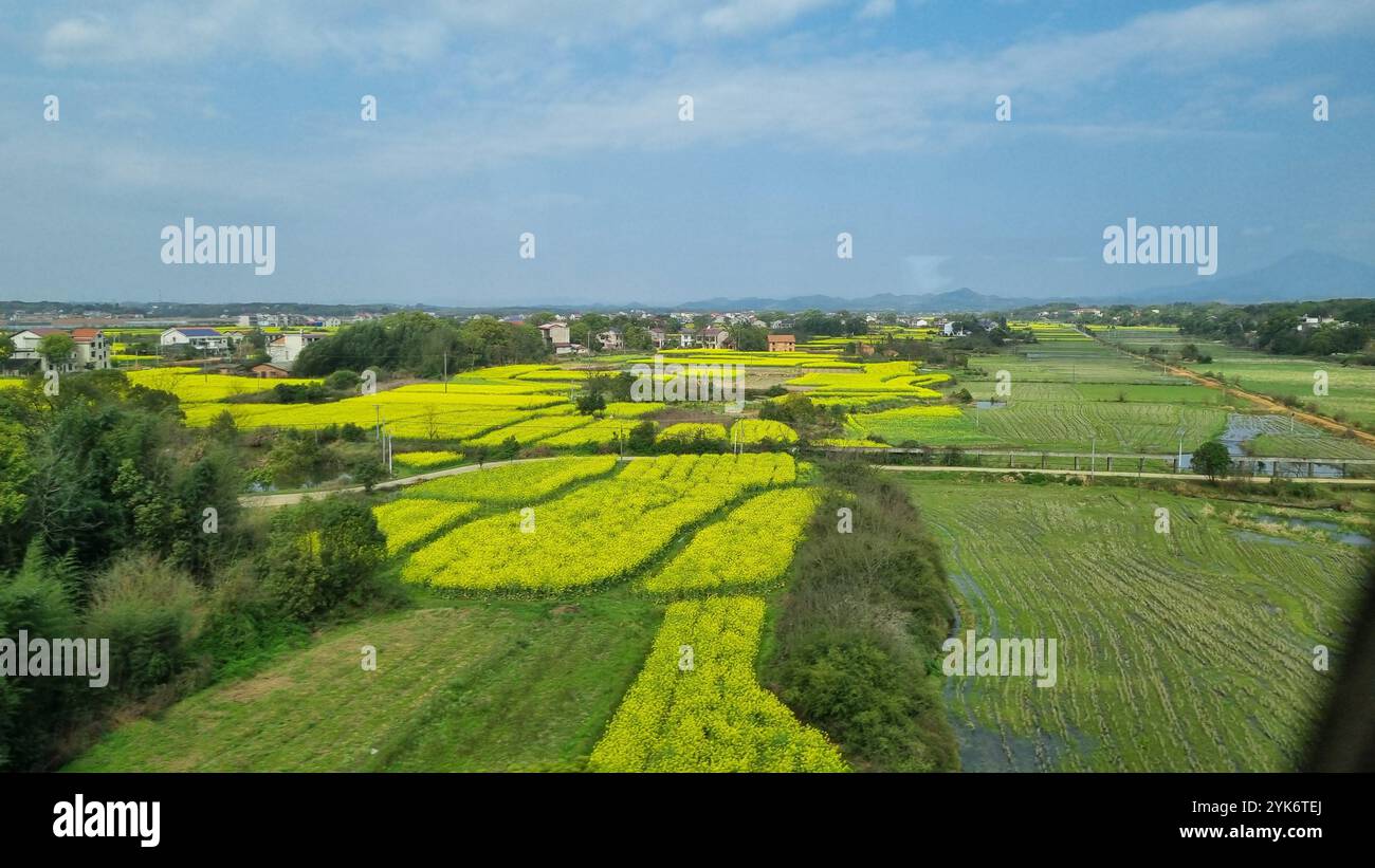 Eine malerische ländliche Szene in China zeigt ein Flickenteppich aus lebhaften gelben Rapsfeldern, die sich zum Horizont hin erstrecken. Stockfoto