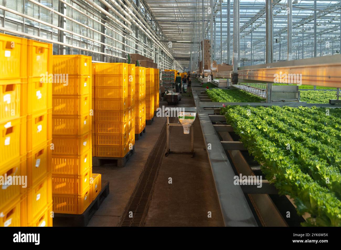 Ernte von Frillice-Salat durch Arbeiter. Halle mit Kisten und Pflanztabletts für das Gewächshaus organisiert Stockfoto