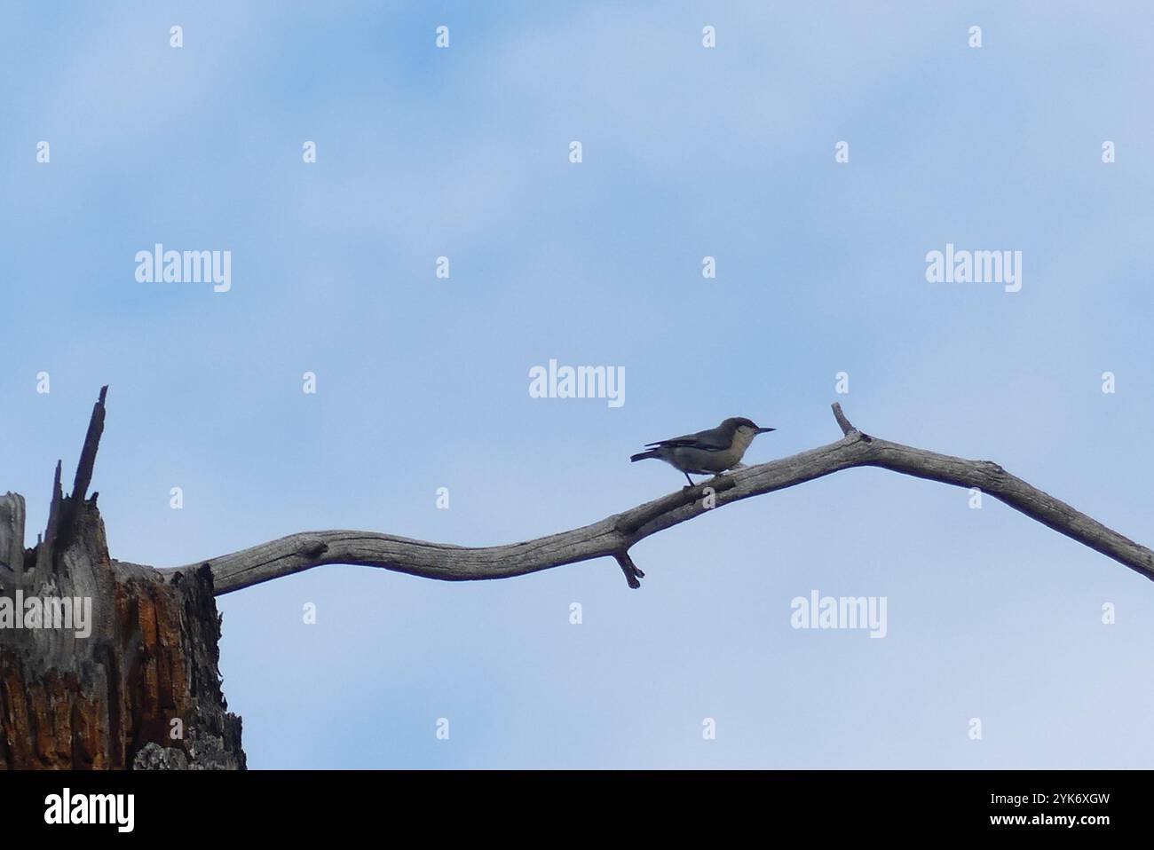 Pygmy Nuthatch (Sitta pygmaea) Stockfoto