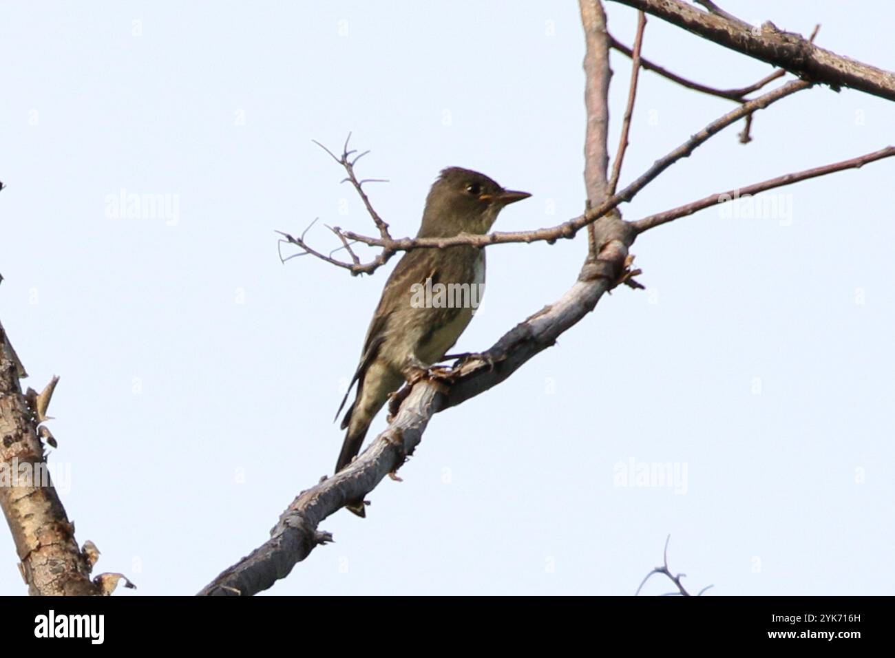 Olivenfänger (Contopus cooperi) Stockfoto