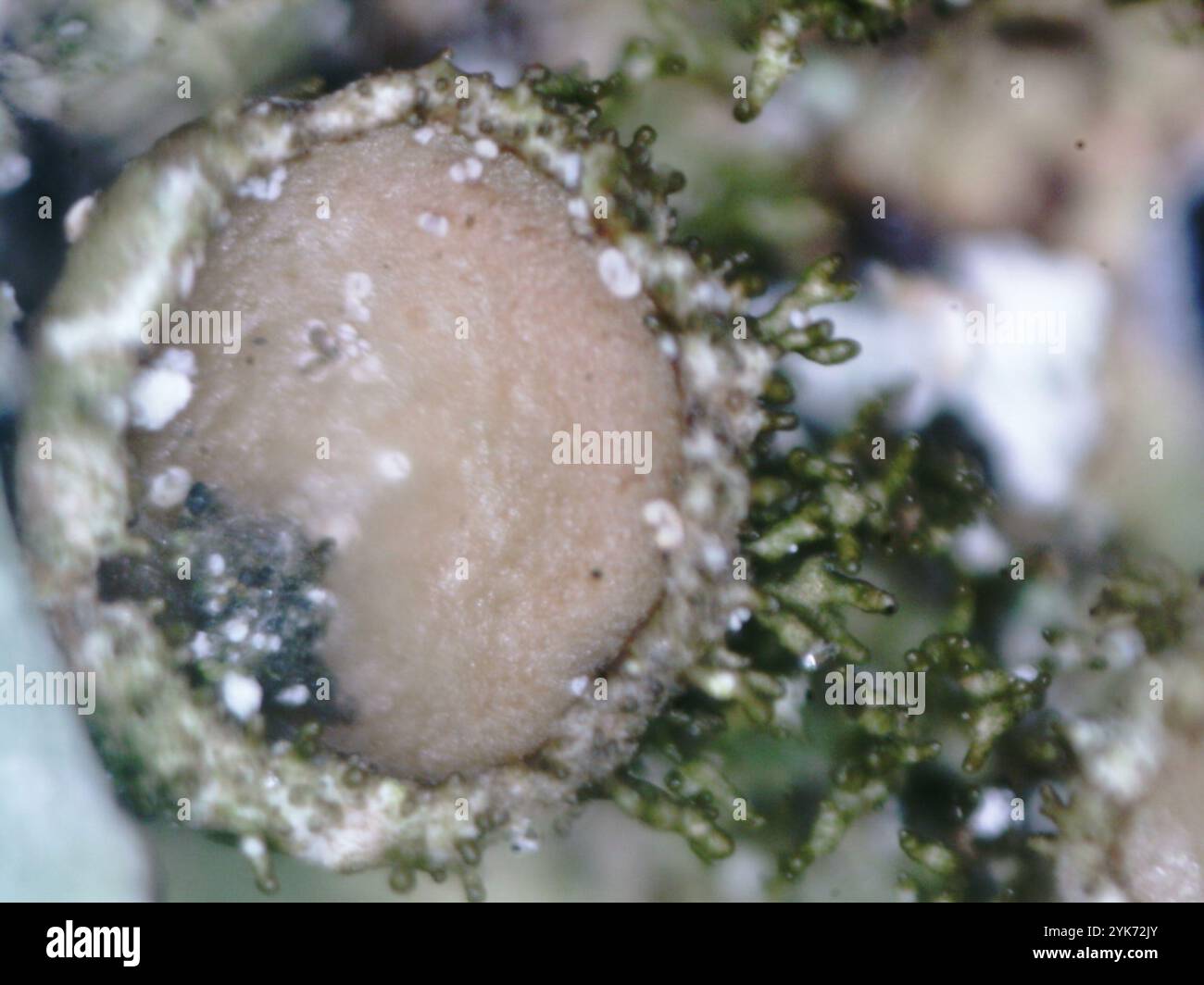 Polierte Tarnflechte (Melanelixia glabratula) Stockfoto