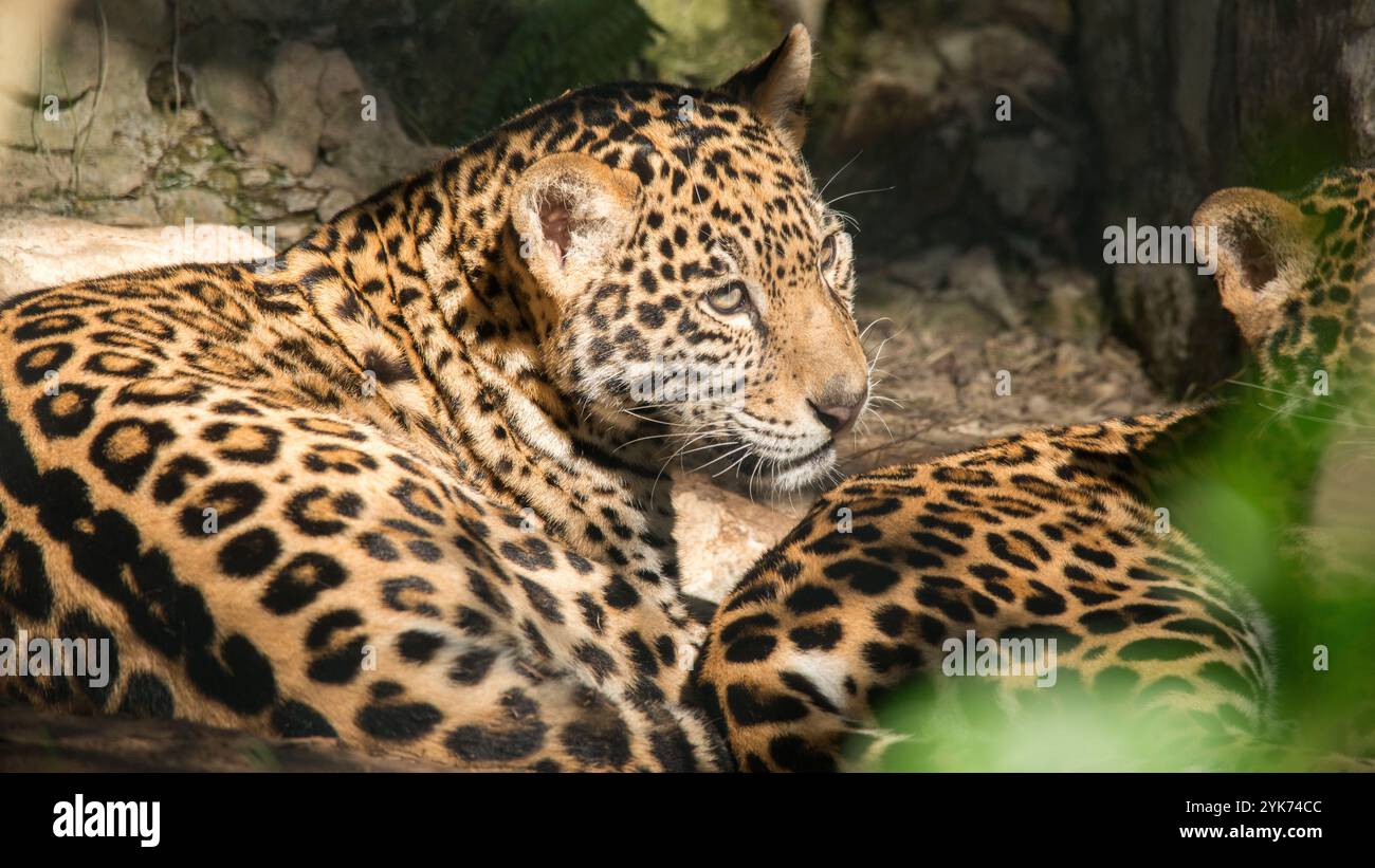 Jaguar Stockfoto