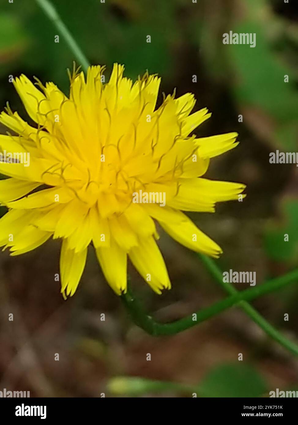 Herbst Hawkbit (Scorzoneroides Autumnalis) Stockfoto