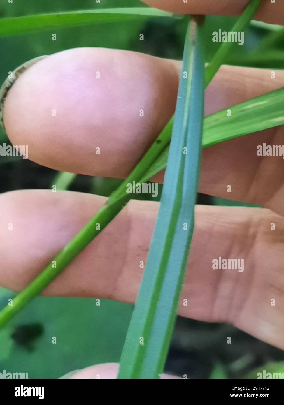 Gray's Segge (Carex gryi) Stockfoto