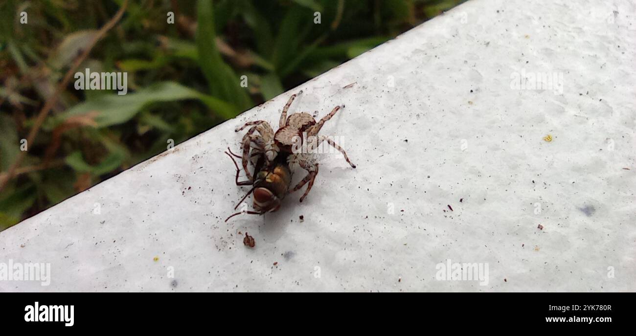 Graue Spinnspinne (Menemerus bivittatus) Stockfoto