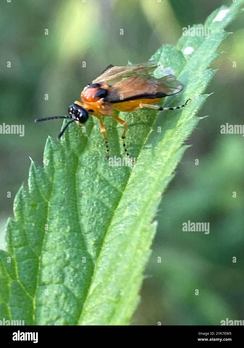 Rübensawfly (Athalia rosae) Stockfoto